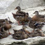 img_0008-ducks-and-ducks-and-more-good-ducks