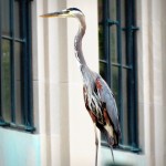 img_0013-gbh-on-rumdell-library-wall