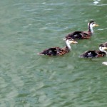 img_0034-quack-quack