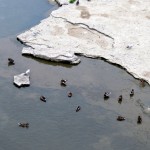 img_0011-ducks-in-the-river