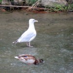 img_0013-gull-and-duck