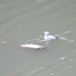 img_0019-gull-finds-a-free-meal-floating-in-river