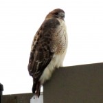 img_0020-red-tail-hawk