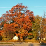 8-fall-tree-11-13-16