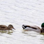 img_0055-male-and-female-mallard-ducks