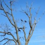 img_0062-cormorants-on-parkway-tree