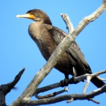img_0063-cormorant