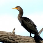 img_0064-cormorant