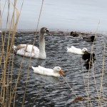 img_0037-cygnet-mute-swan-and-ducks
