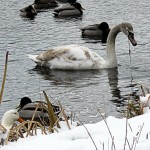 img_0044-swan-eating