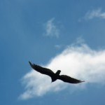 21-turkey-vulture-in-gorge-6-22-17