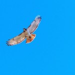 24-red-tail-hawk-in-the-gorge-6-22-17