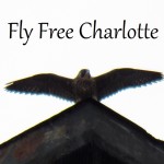 fly-free-charlotte-6-20-17