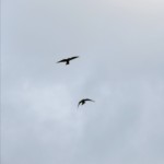 img_0006-flying-falcon-brothers