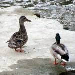 img_0034-a-pair-of-ducks