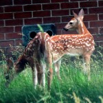 img_0050-fawns
