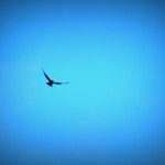 img_0060-flying-free