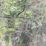 5-falcon-sucking-tree-high-falls-gorge-7-14-17