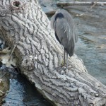 9-great-blue-heron-river-7-5-17