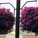 img_0009-pretty-petunias