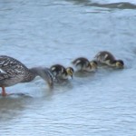 img_0013-ducks-in-a-row