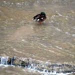 img_0016-duck