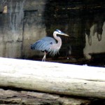 img_0027-gbh