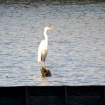 img_0028-great-egret