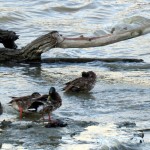 img_0034-ducks