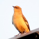 img_0034-mockingbird