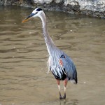 img_0036-gbh