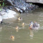 img_0041-mom-and-her-lil-quackers