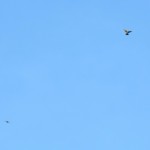 img_0054-flying-falcons