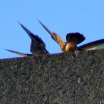 img_0055-wings-up