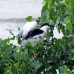 img_0065-he-lands-in-tree