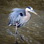 img_0066-gbh