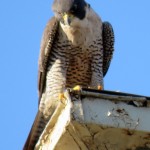 img_0080-watching-birds-below