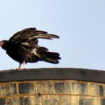 img_0095-turkey-vulture