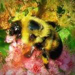 img_0099-bumble-bee