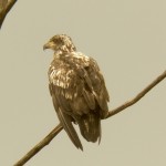 1-young-bald-eagle-at-montezuma-7-17-17