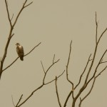 2-young-bald-eagle-at-montezuma-7-17-17