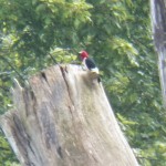 5-red-headed-woodpecker-7-17-17