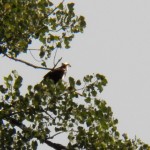 6-osprey-in-tree-ibay-8-20-17