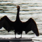 7-cormorant-at-ibay-8-20-17