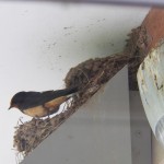 8-swallow-at-the-audubon-ctr-7-17-17