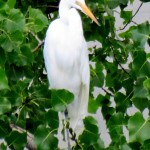 img_0030-great-egret-in-a-tree