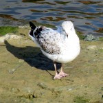img_0040-young-gull