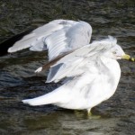 img_0042-ring-billed-gull