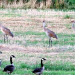 img_0142-sandhill-cranes