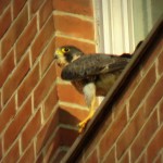 img_0084-bs-unbanded-falcon